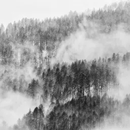 RICCARDO VANOLO  NATURALIZED    JELMONI STUDIO GALLERY