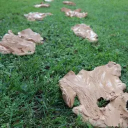 Germogliati semi. Omaggio a Joseph Beuys
