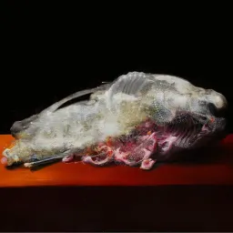 Tommaso Giusti.  IL QUINTO QUARTO