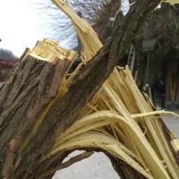FIORI VIOLENTI: FOTOTROPISMO VERSO LA FORMA di Mattia Bosco