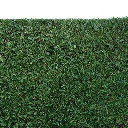 Oltre la siepe. Omaggi a Giacomo Leopardi