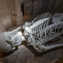 “Gino de Dominicis e Calamita Cosmica. Una storia immobile”