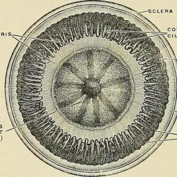 N gradi di separazione